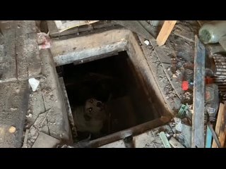 Ленинградские спасатели пришли на помощь собаке, провалившейся в подвал заброшенного гаража