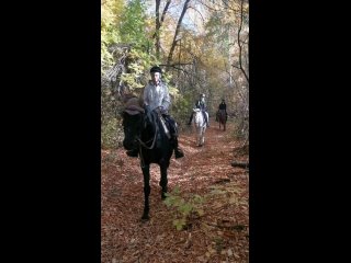 Видео от Конные прогулки в лес.  г.Оренбург  89068483910