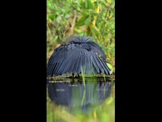 Черная цапля использует свои крылья, чтобы вызвать у рыб ложное чувство безопасности.