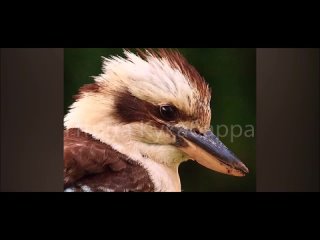 Птица Кукабарра