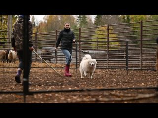 Самоед Шасти ТПИ