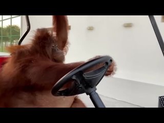 Восстание обезьян - зоопарк в Дубае