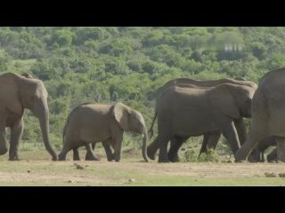 Слоны после грязевых ванн. Южная африка