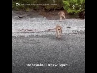 спасли оленя