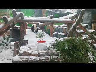 Милое из жизни семейства панд в Московском зоопарке: пока мама Диндин в декрете с двухмесячной дочкой, отец Жуи радуется первому