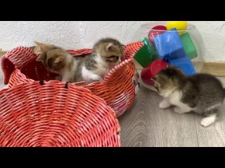 Мальтийская собака помогает матери-кошке заботиться о маленьких котятах
