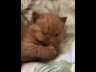 Video by Какие-то смешные мемы с котами