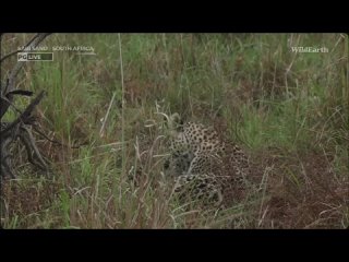 Ntsumie leopard, Tayla rugby reenactment, Gabe - code Badger, screenshots, WildEARTH, AM Oct 29 2023