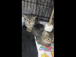 Видео от Волонтерский  мини-приют для  кошек “ТОМАС“