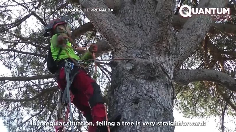 Cutting Down a Giant Pine Tree 60 Years Old & 20 Meters Tall | by @jrebollogalceran