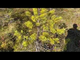 Видео от ОХОТА НА ГУСЯ С ЧУЧЕЛАМИ