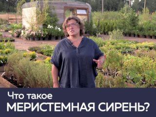 Что такое меристемная СИРЕНЬ?