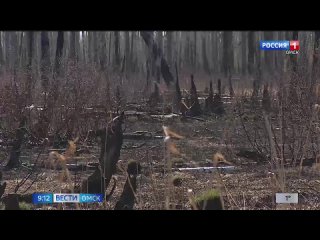Вести-Омск Омские спасатели в 2023 году ликвидировали более 400 лесных пожаров 24