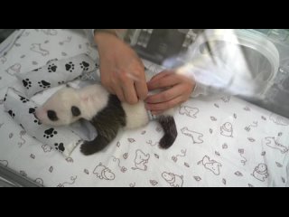 Малышу панды Диндин сегодня исполнился 1 месяц. А еще зоологи, наконец, осмотрели детеныша, и узнали его пол — это девочка!