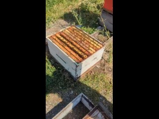 Пчеловодство - дело серьёзное