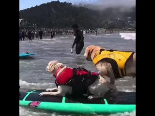 Чемпионат мира по серфингу среди собак
