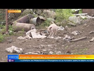 Хряки атакуют: упитанные свиньи заполонили город Ревда в Свердловской области