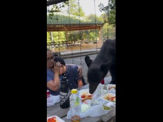 В Мексике медведь пришел на пикник к отдыхающим и съел их еду. Все это удалось запечатлеть на видео 🔥

Такой пикник они точно з