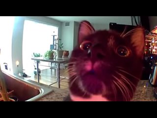 Cat thinks its owner is stuck in the screen.