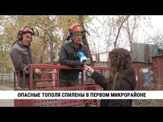 Опасные тополя спилены в Первом микрорайоне. Телеканал «Хабаровск»