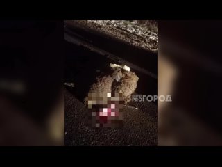 💀 В Чувашии водитель “Нивы“ врезался в стадо баранов: н