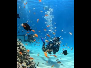 Красота подводного мира 😃🐠💙🌊 Коралловые рифы в Египте 😍🇪🇬✨