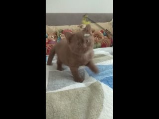 Видео от Питомник HESTICUS.Британские кошки.Продажа.Вязки