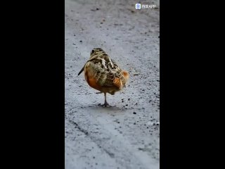 Птица, которая танцует! Любят этого птаха в интернете