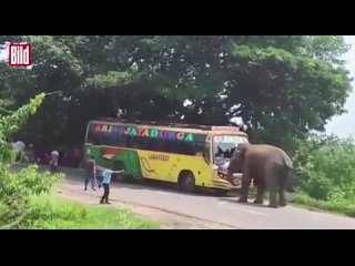В Индии разъяренный слон напал на рейсовый автобус 🐘🚌