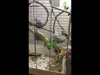 Видео от Выставочные SKYволнистые попугаи. Ручные птенцы.