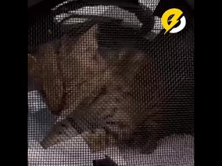 Котёнка-сервала не дали вывезти из России в США