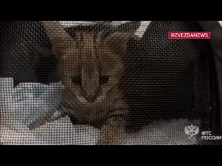 ️Краснокнижного котенка сервала не дали незаконно вывезти в США домодедовские таможенники