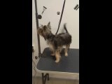 Видео от ГРУМИНГ Ирбит - стрижка кошек и собак