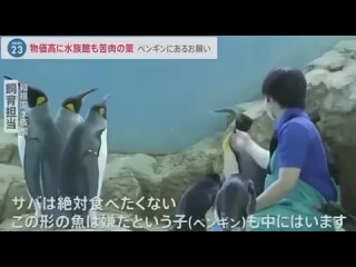 Пингвины в японском океанариуме устроили голодовку, потому что их стали кормить дешёвой рыбой