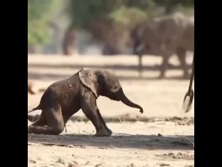 Первые шаги маленького Слонёнка 🤗