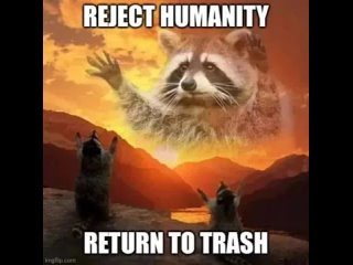 I like trash pandas