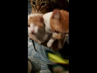 Видео от Помощь котятам Тоша и Рыжик