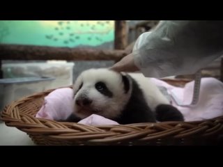 Панда - очень страшный зверь: Новорожденная панда в московском зоопарке начала видеть, слышать и лаять
