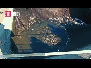 Сотрудники Запорожской АЭС запустили в пруд-охладитель сотни килограммов живой рыбы