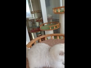 Видео от Питомник Imperiya Serebra - британские кошки