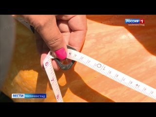Тыквовод из Калининградской области победила во всероссийском конкурсе плодов-великанов