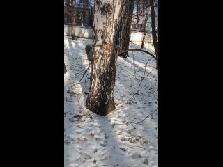 Сорока и белки🌨🌲🐾🐿🐿🐿🐿🐿