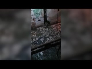 “Мы живем в дерьме“: жителям многоэтажки во Владивостоке приходится дышать парами канализации