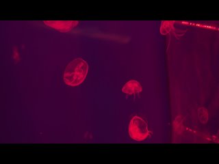 Медузы и светящиеся гребневики в Приморском океанариуме, Владивосток