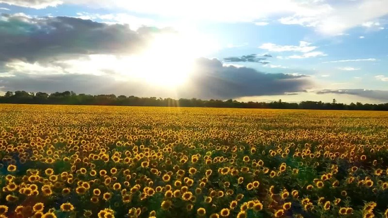 COMO se HACE el ACEITE de GIRASOL industrial