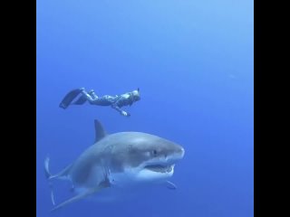 Бесстрашная! В 2019 году дайвер Оушен Рэмси встретила на Гавайях 20-футовую большую белую акулу.