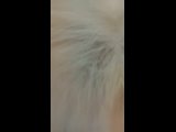 Видео от ГРУМИНГ Ирбит - стрижка кошек и собак