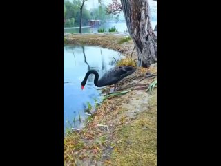 Нам надо брать с них пример!  💕🦢🦢