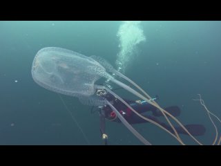 Sea Wasp Box Jellyfish on “Khram Wreck“ | Diving in Pattaya, Thailand