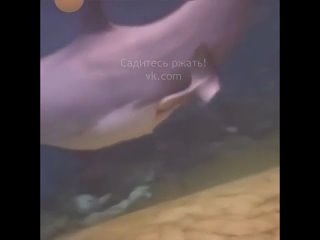 Кaк рождаются дeльфины?
